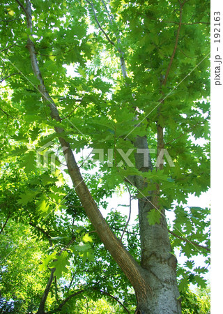 カエデ カエデ 192163