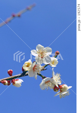 青空に白梅 192574