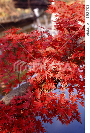 見沼田圃・秋 0421 見沼田圃・秋 0421 192735