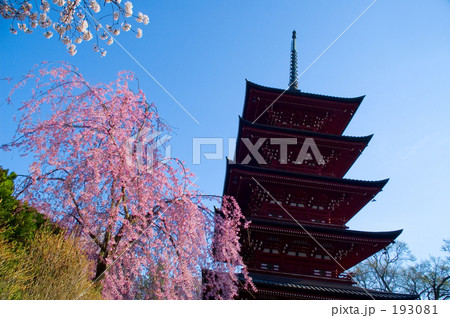 紅枝垂桜 193081