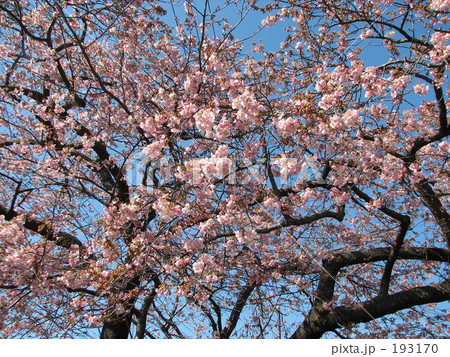 花いっぱいの枝 花いっぱいの枝 193170