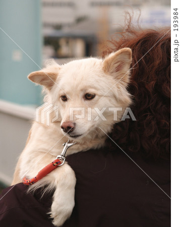 甘えん坊犬 甘えん坊犬 193984