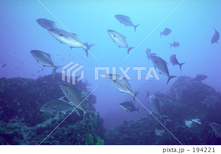 カンパチの群れ 194221