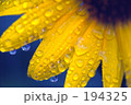水玉模様 194325
