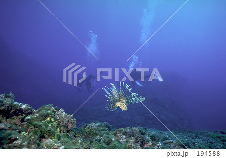 ダイバーとミノカサゴ ダイバーとミノカサゴ 194588