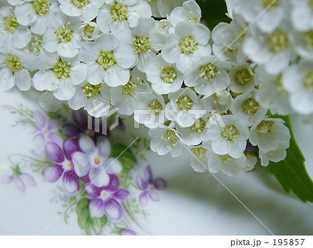 コーヒーカップと雪柳 コーヒーカップと雪柳 195857