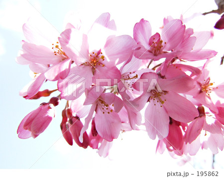 桜 195862