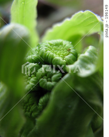 フキノトウ フキノトウ 196149