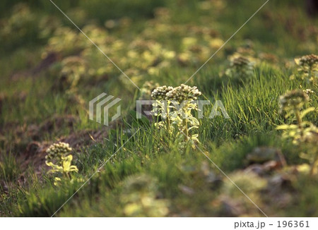 フキノトウ 2 フキノトウ 2 196361