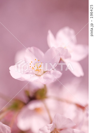 サクラの花 196425