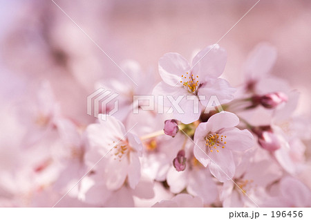 サクラの花 196456