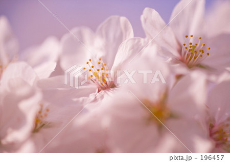 サクラの花 196457