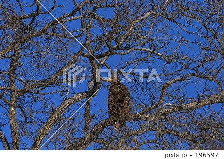 オジロワシ 196597