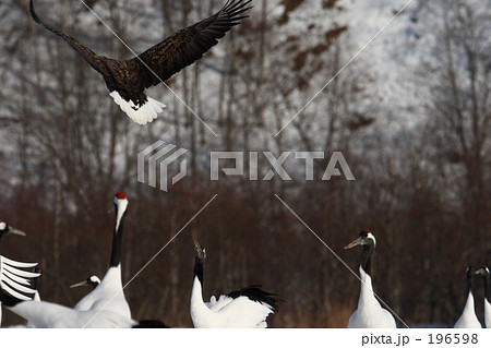 オジロワシとタンチョウ 196598