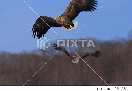 オジロワシ 196599