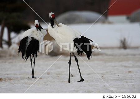 タンチョウ 196602