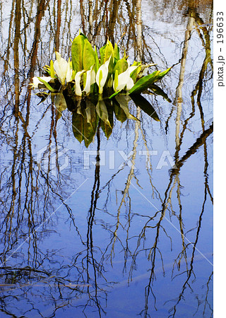水鏡の中で 水鏡の中で 196633