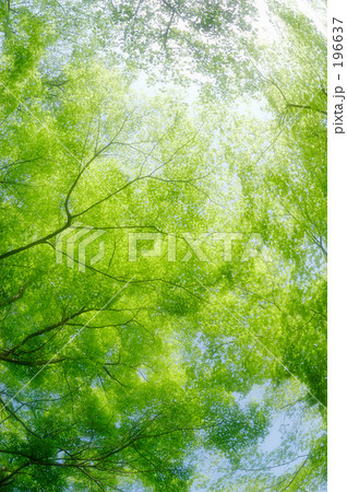 新緑 08 新緑 08 196637