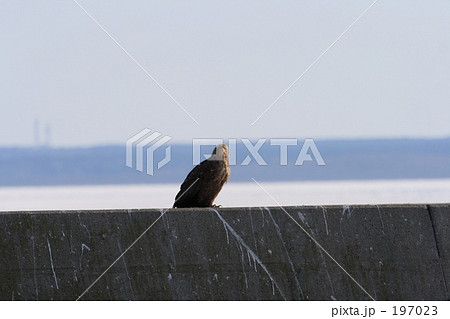 オジロワシ 197023