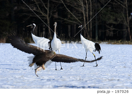 オジロワシとタンチョウ 197026