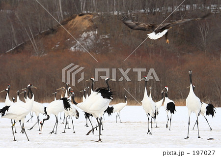 オジロワシとタンチョウ 197027