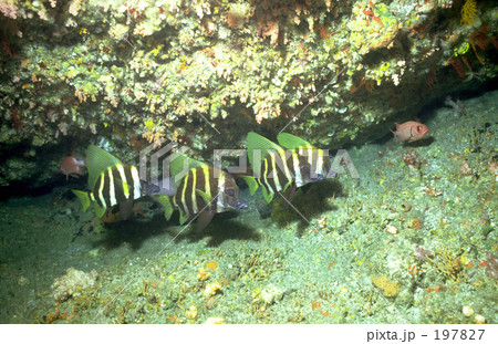 テングダイ 197827