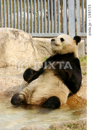 ジャイアントパンダ 198555