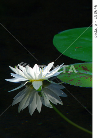 白い睡蓮の花 白い睡蓮の花 198646