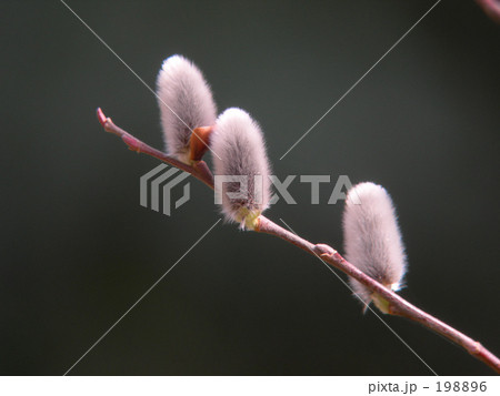 ヤナギの花 ヤナギの花 198896