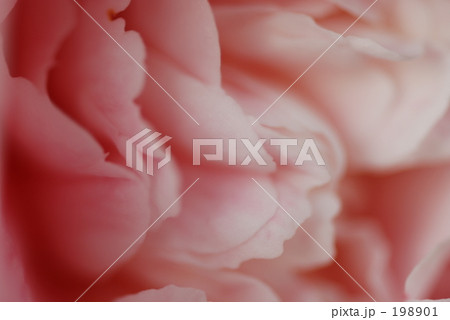 ふわふわ ふわふわ 198901