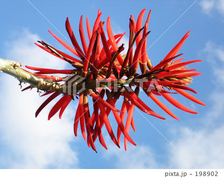 でいごの花 198902