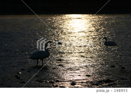 夜明け前 夜明け前 198955