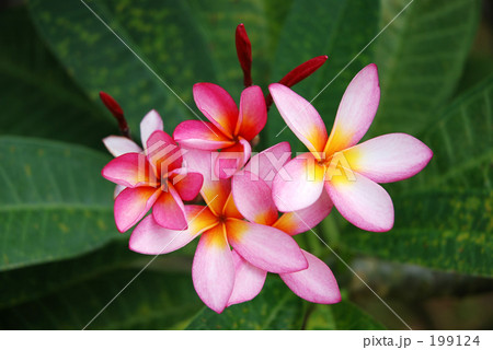 ピンクの花 ピンクの花 199124