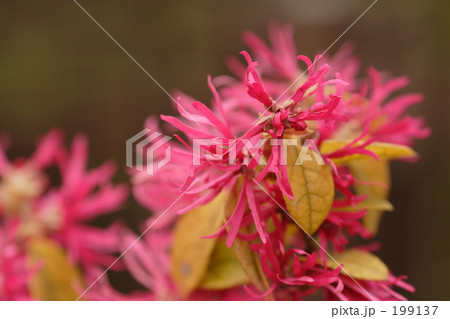 ベニバナトキワマンサク ベニバナトキワマンサク 199137