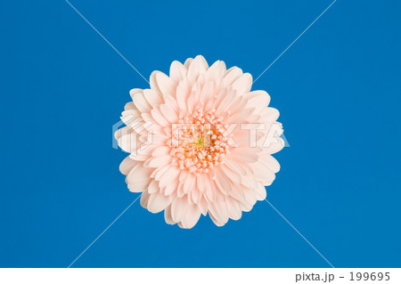 ガーベラの花 199695