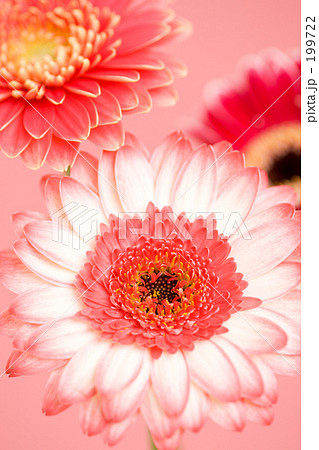 ガーベラの花 199722
