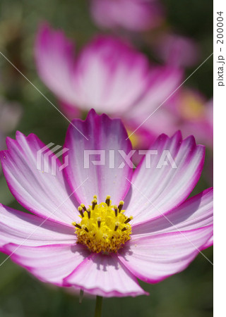 コスモス2 200004