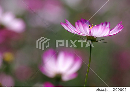 コスモス4 200005