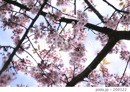 空と雲とサクラのネット 200122