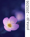 赤花夕化粧 200206