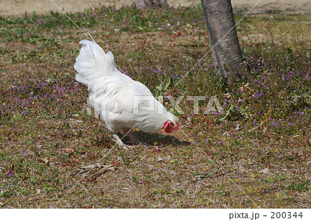 雄鶏 雄鶏 200344