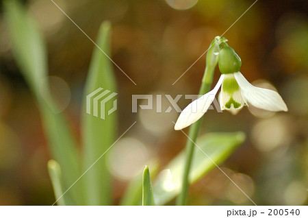 春の足音 春の足音 200540