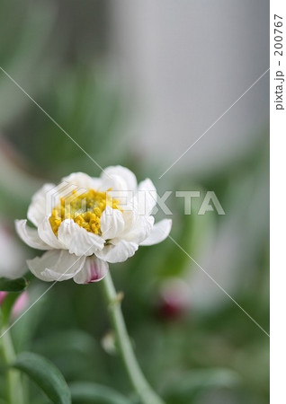 春の光を求めて 200767