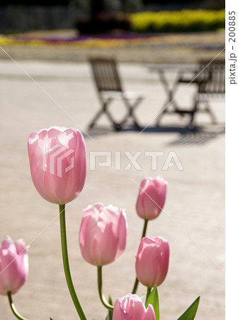 チューリップ 200885