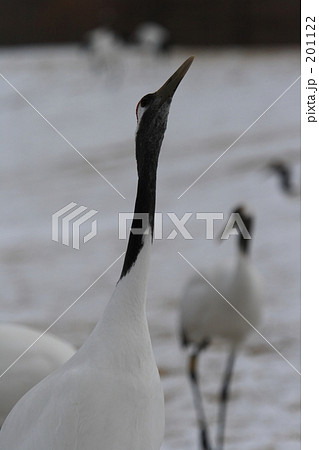 タンチョウ 201122