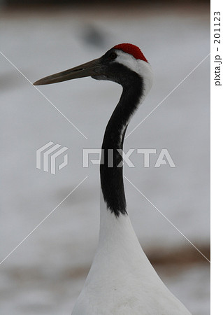 タンチョウ 201123