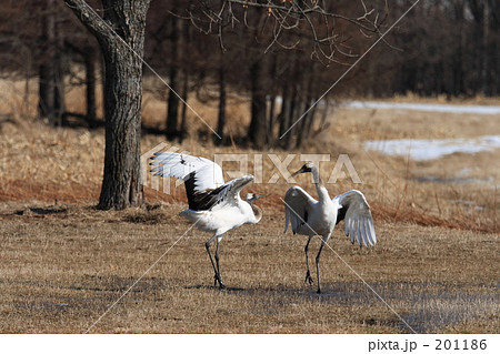 タンチョウ 201186