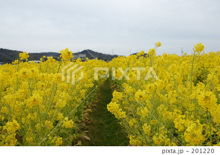 菜花 なばな 菜花 なばな 201220