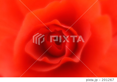 ベゴニア 04 201267