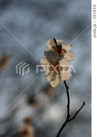 梅の花 201659